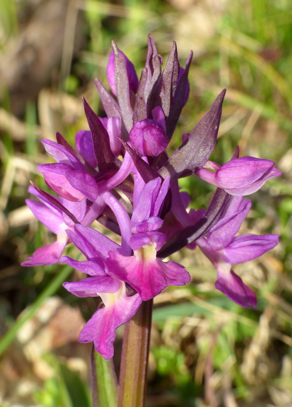 Dactylorhiza romana e prime fioriture tra Lazio e Campania - marzo 2023.